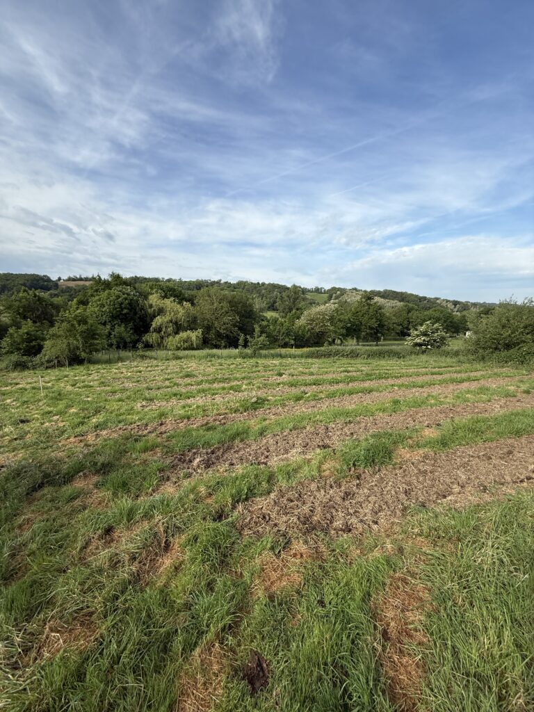 CBD français naturel biologique