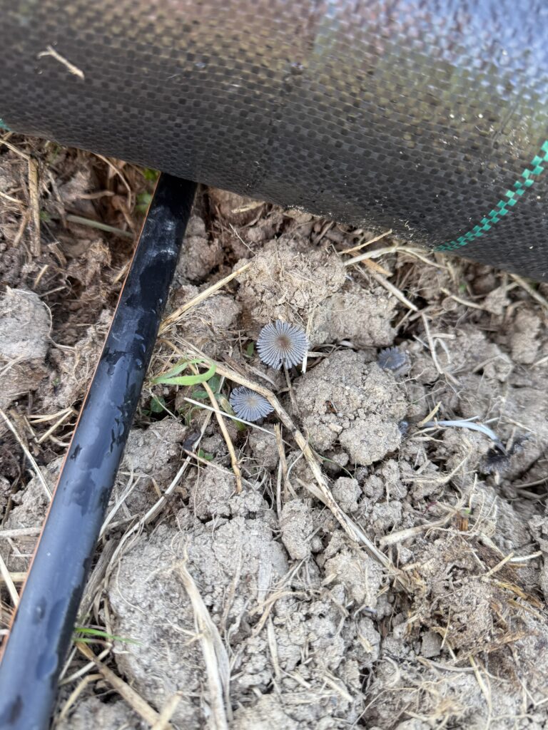 CBD sol vivant français