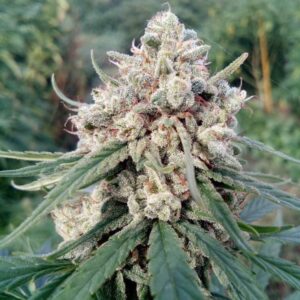 graine cbd