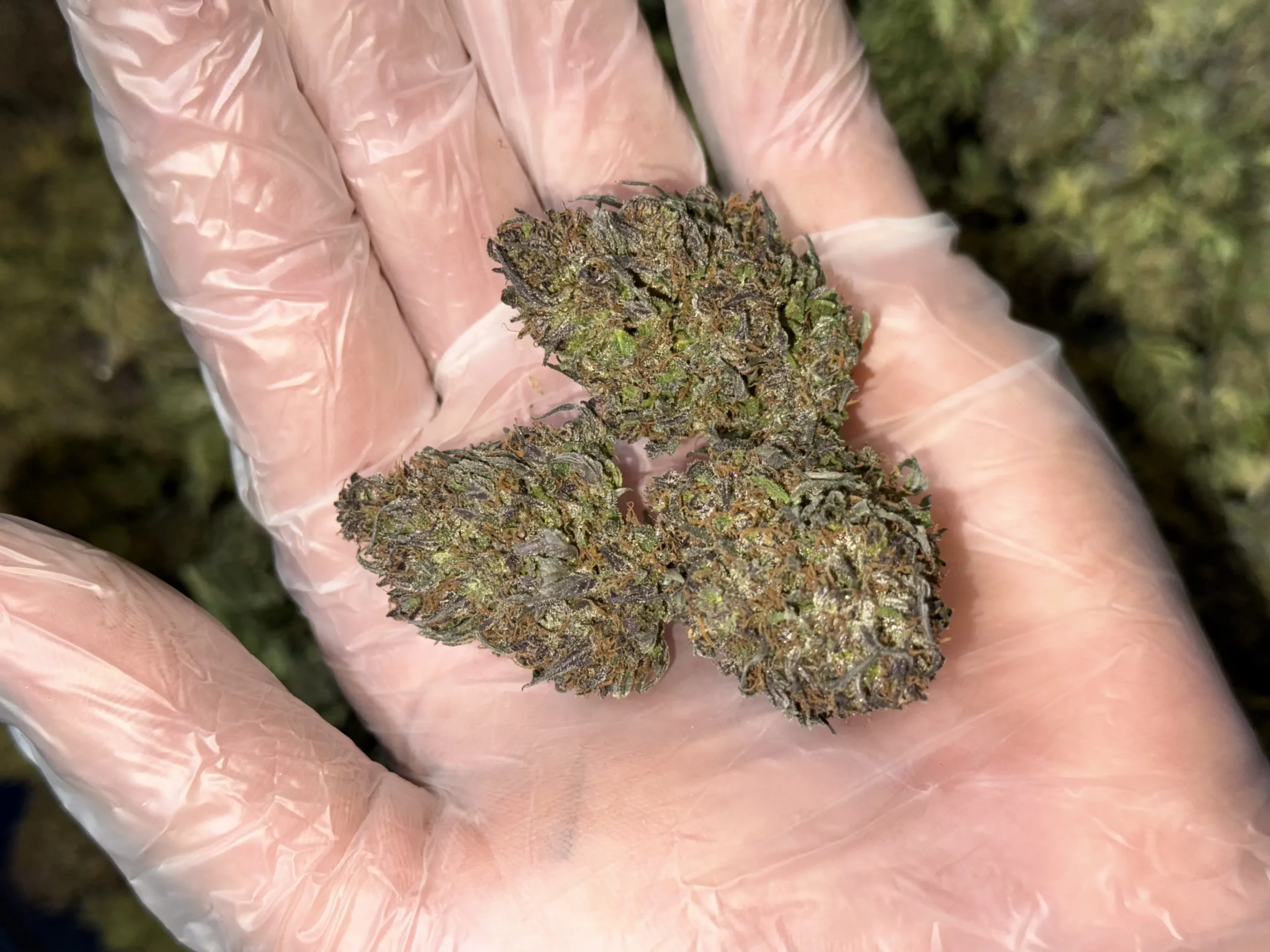 Delimed CBD – Fleurs CBD – Image 2