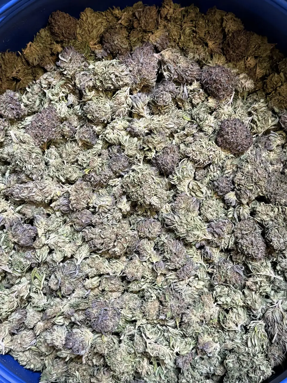 Delimed CBD – Fleurs CBD – Image 3